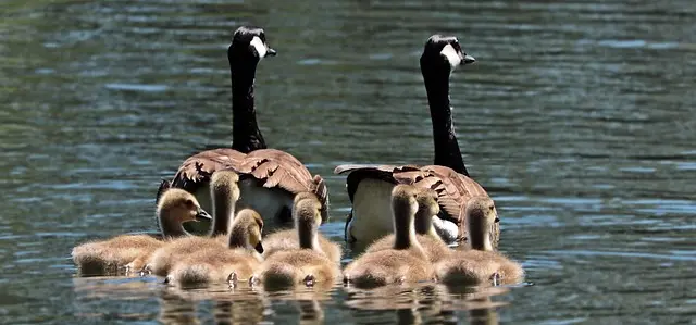10 Creative Ways to Enjoy Family Leisure Time Together