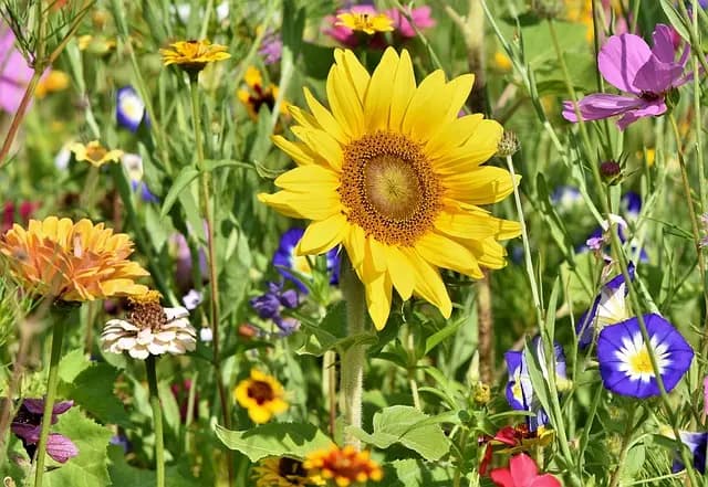Comment créer un jardin familial épanouissant : Guide pratique