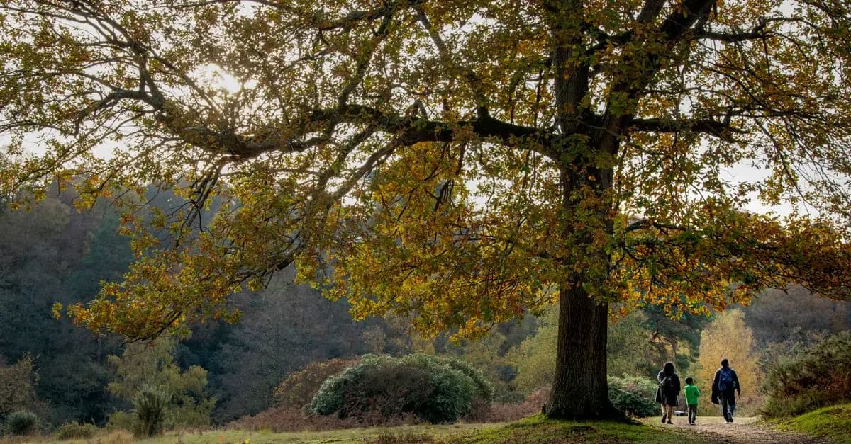 How to Plan a Perfect Family Nature Walk