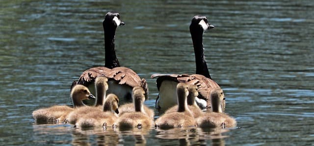 Comment organiser un week-end de loisirs en famille
